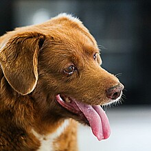 Bobi, el hasta ahora perro mas viejo del mundo, en su último cumpleaños.