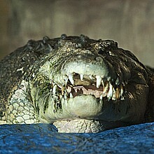 Fotografía de archivo de un cocodrilo de Australia.  