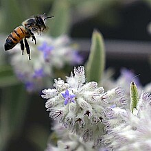 Abeja polinización