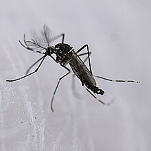 Fotografía de archivo de un mosquito aedes aeypti. 