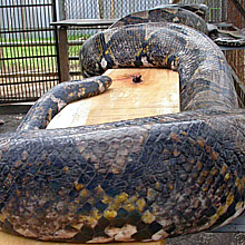 Fotografía de archivo de una serpiente pitón en un zoológico de la isla de Java, en Indonesia. 