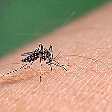 In the United States, dengue is the leading cause of febrile illness among travelers returning from the Caribbean