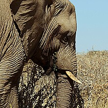 Fotografía de un elefante tomada en junio de 2018 en el Parque Nacional Etosha de Namibia. 