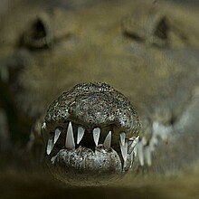 Fotografía de archivo de un cocodrilo de agua salada en Australia.  