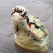 Los cocodrilos de estuario son especies protegidas en Australia 