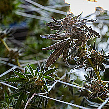 Fotografía de archivo de una flor de Cannabis. 