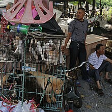 Unos vendedores junto a varios perros y gatos metidos en jaulas en un mercado chino, en una imagen de archivo. 