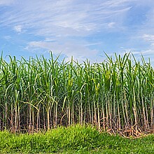 Campo de caña de azúcar se muestra con un cielo azul en el fondo