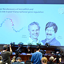 Este lunes se anunció el Nobel de medicina para dos investigadores estadounidenses 