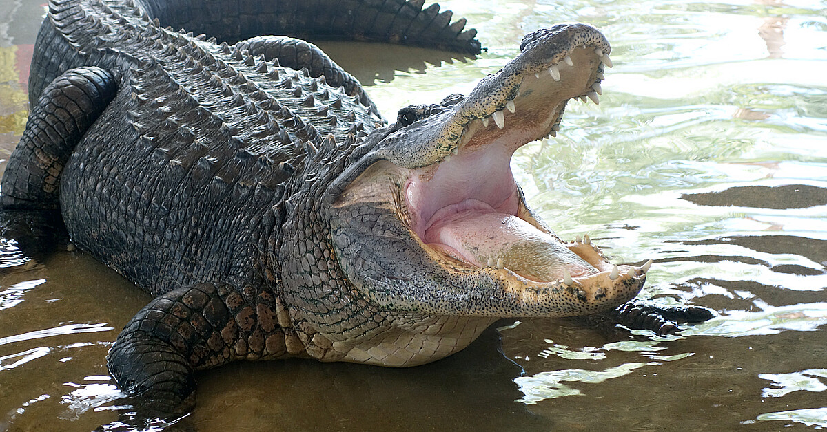 VIDEO: Massive crocodile caught swimming in Florida pool | ADN América