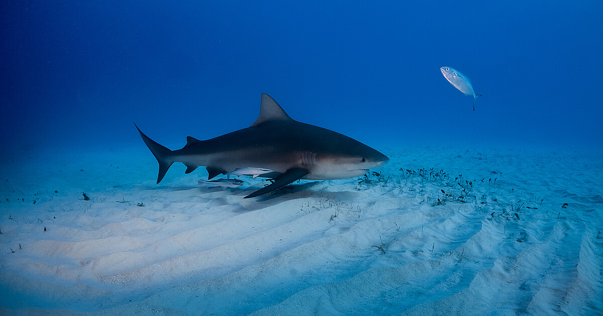 Great white shark tracked by researchers enjoys spending her winters in