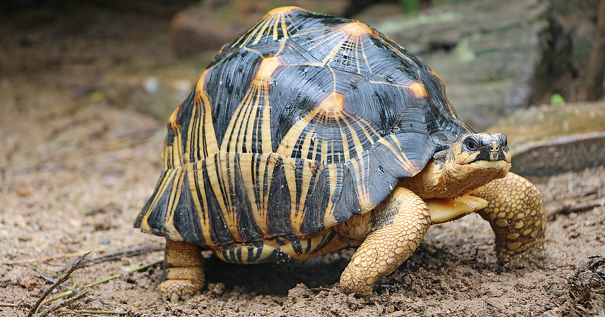 Houston Zoo's 90-year-old tortoise, Mr. Pickles, now a father of three ...