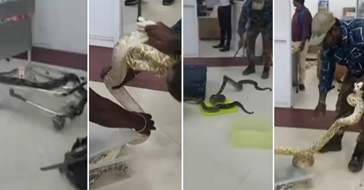 VIDEO: Woman caught with 22 snakes and a chameleon in carry-on luggage ...