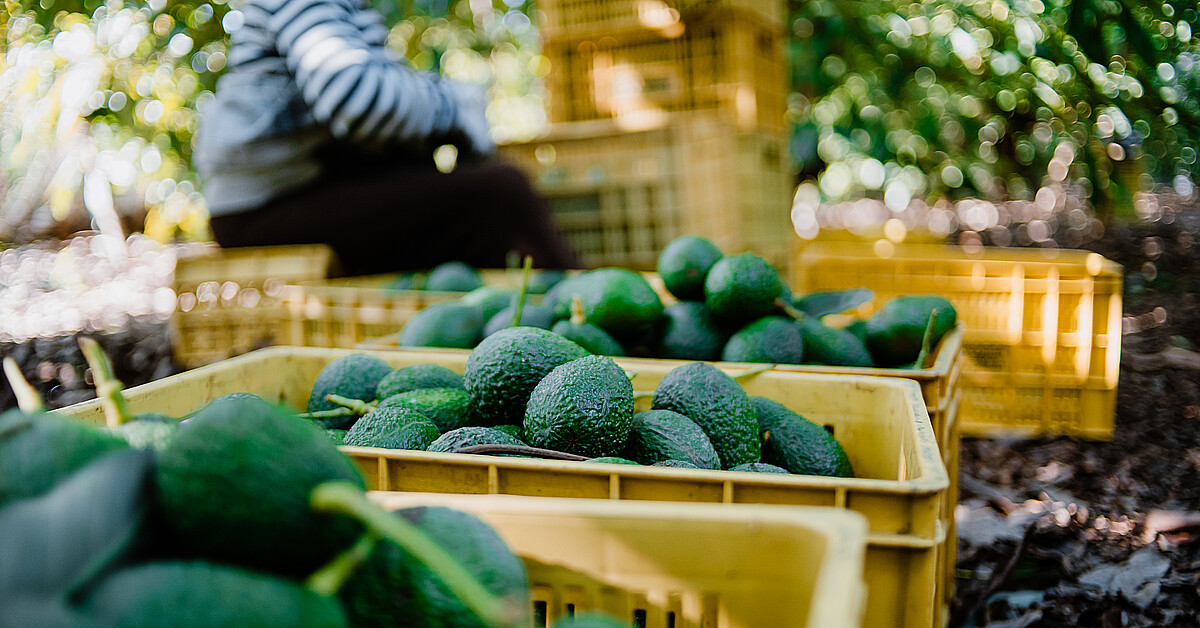 Fruit from a poisonous tree Avocados and the rise of transnational